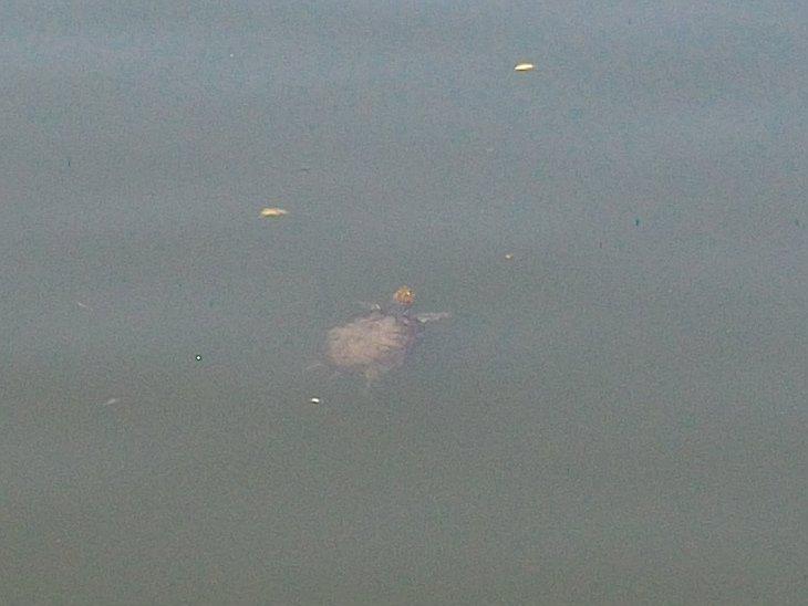 池中的小烏龜