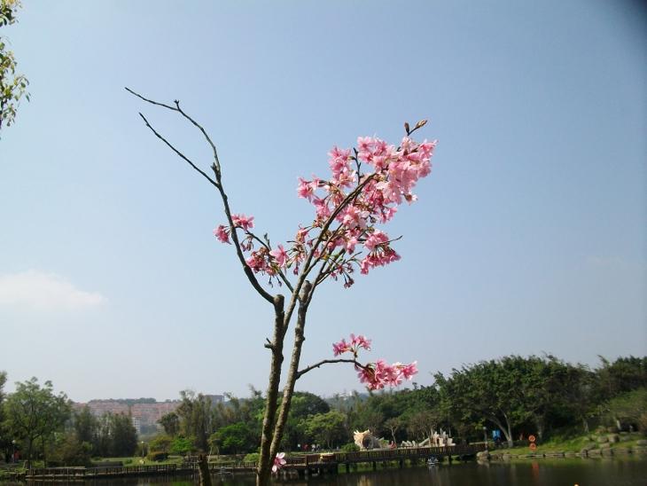 環湖公園的櫻花