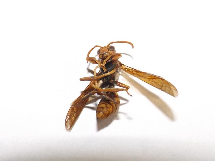 黃長腳蜂標本正面特寫