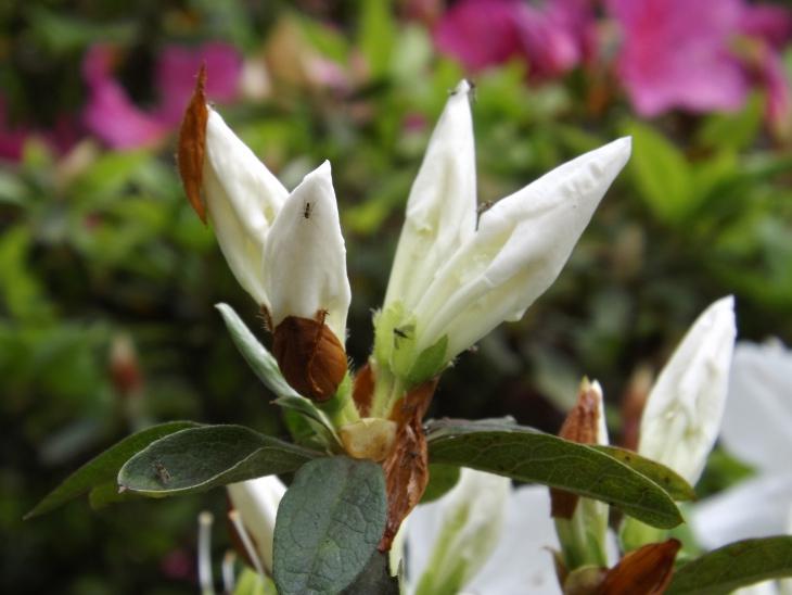 白色杜鵑花的花苞