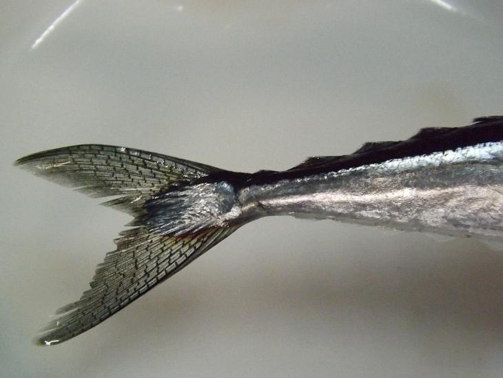 秋刀魚的尾鰭